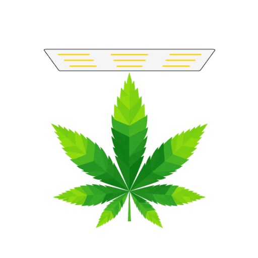 Hanfblatt Symbolbild