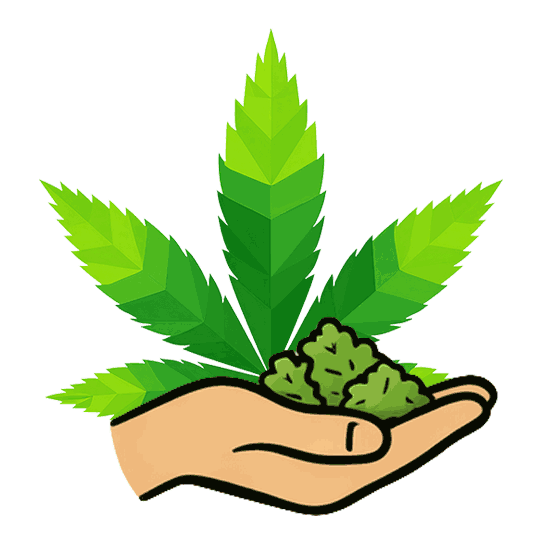 Cannabisblüten (Symbolbild)